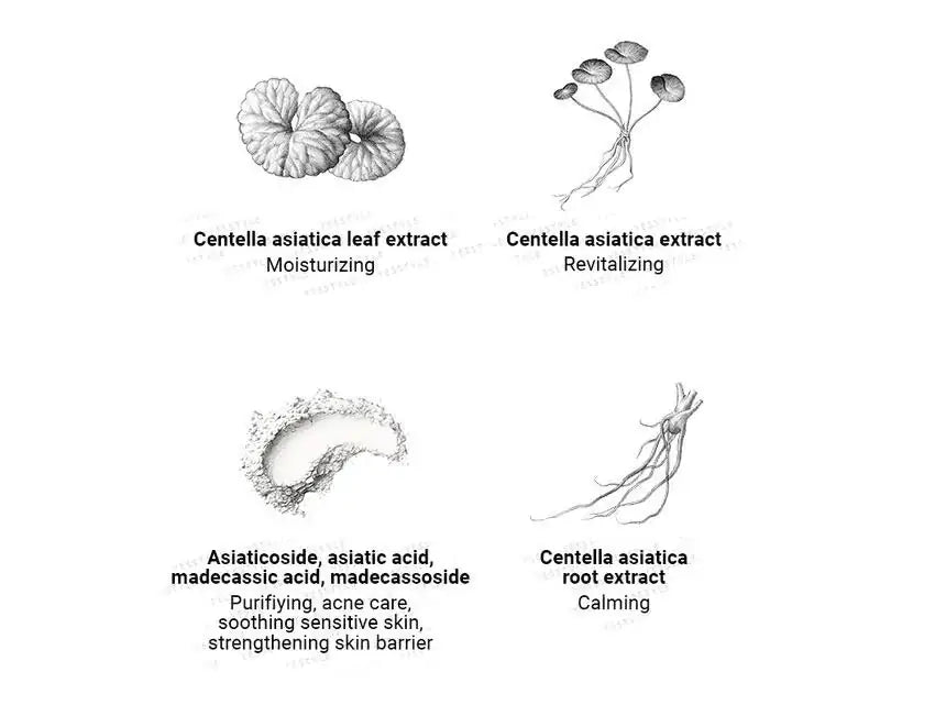 Infographic met Centella asiatica-illustraties voor Cica Pad