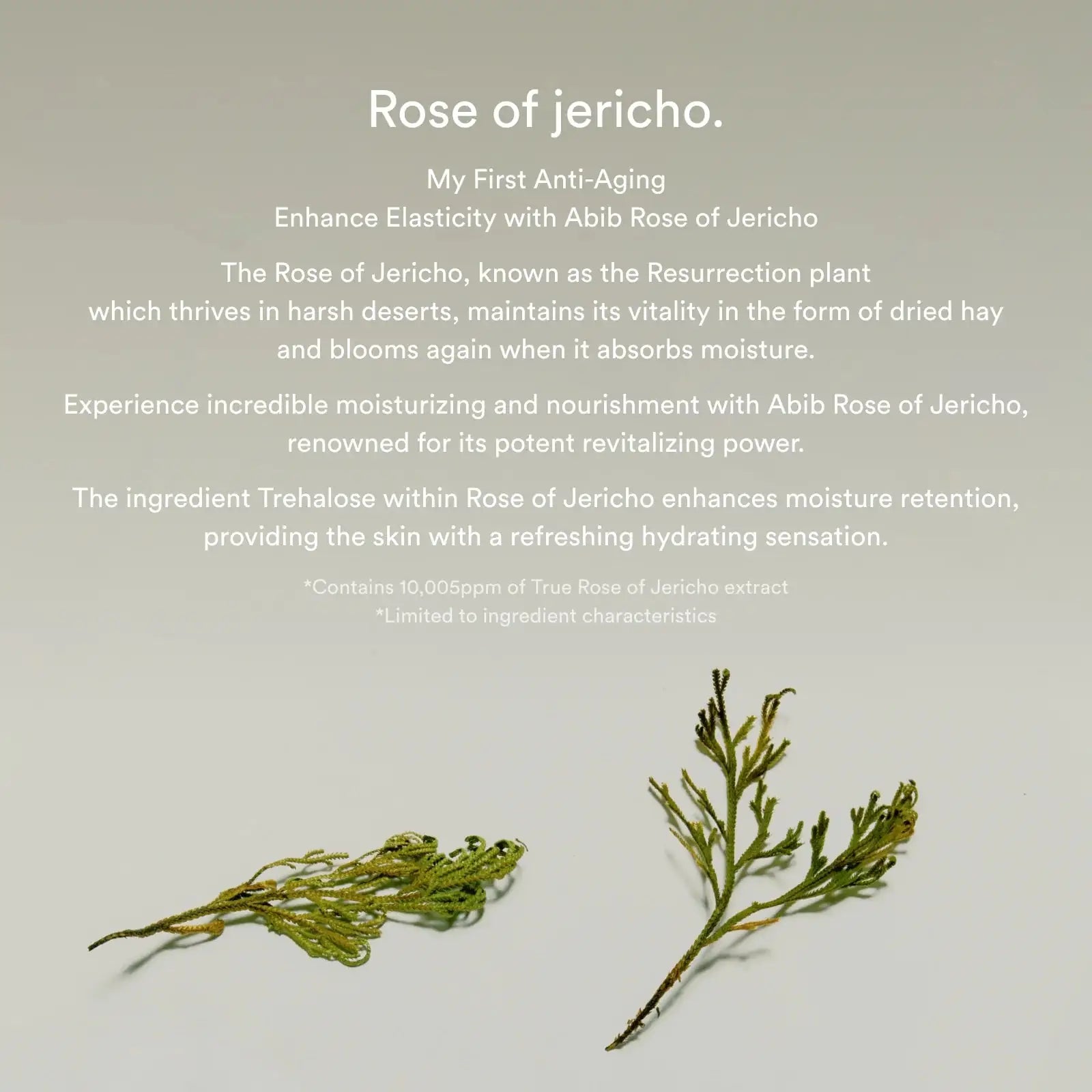 Abib Collagen eye creme Jericho Rose Tube Jericho roos plantmateriaal met kleine groen takjes