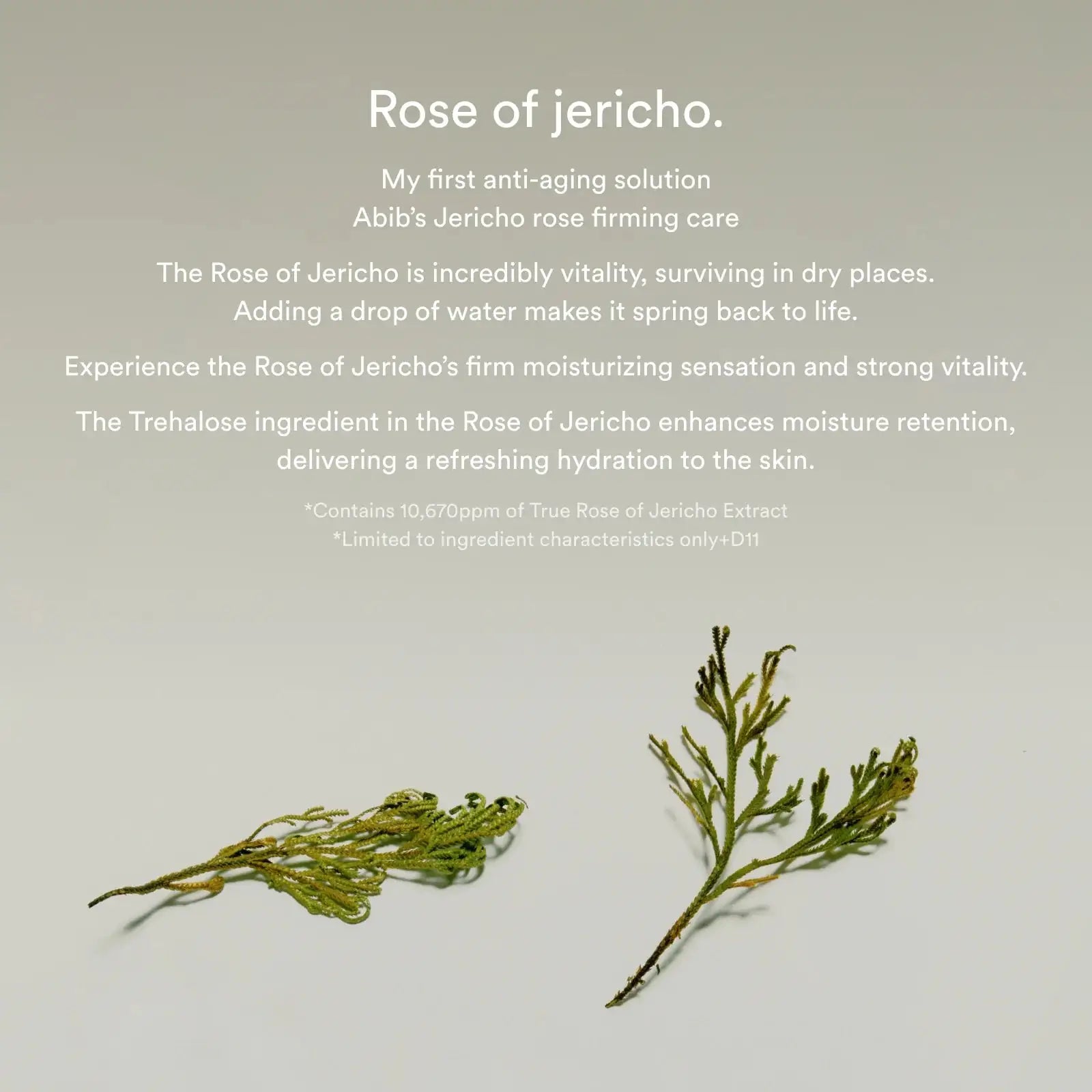 Abib Jericho Rose Collagen Pad Firming Touch Jericho roos takjes met bladeren naast tekstblok voor Abib Jericho rose firming care