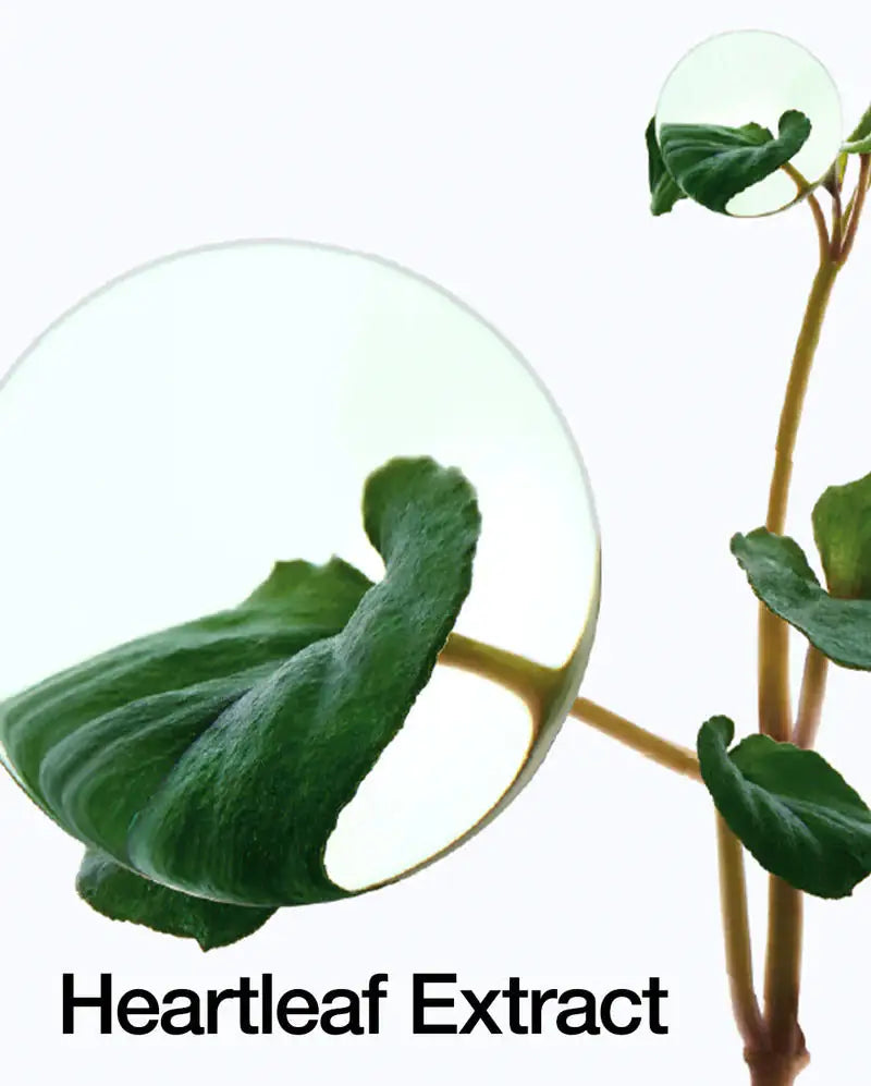 Anua Anua Heartleaf 77% Soothing Toner Heartleaf-extract illustratie met groene bladeren en stengels