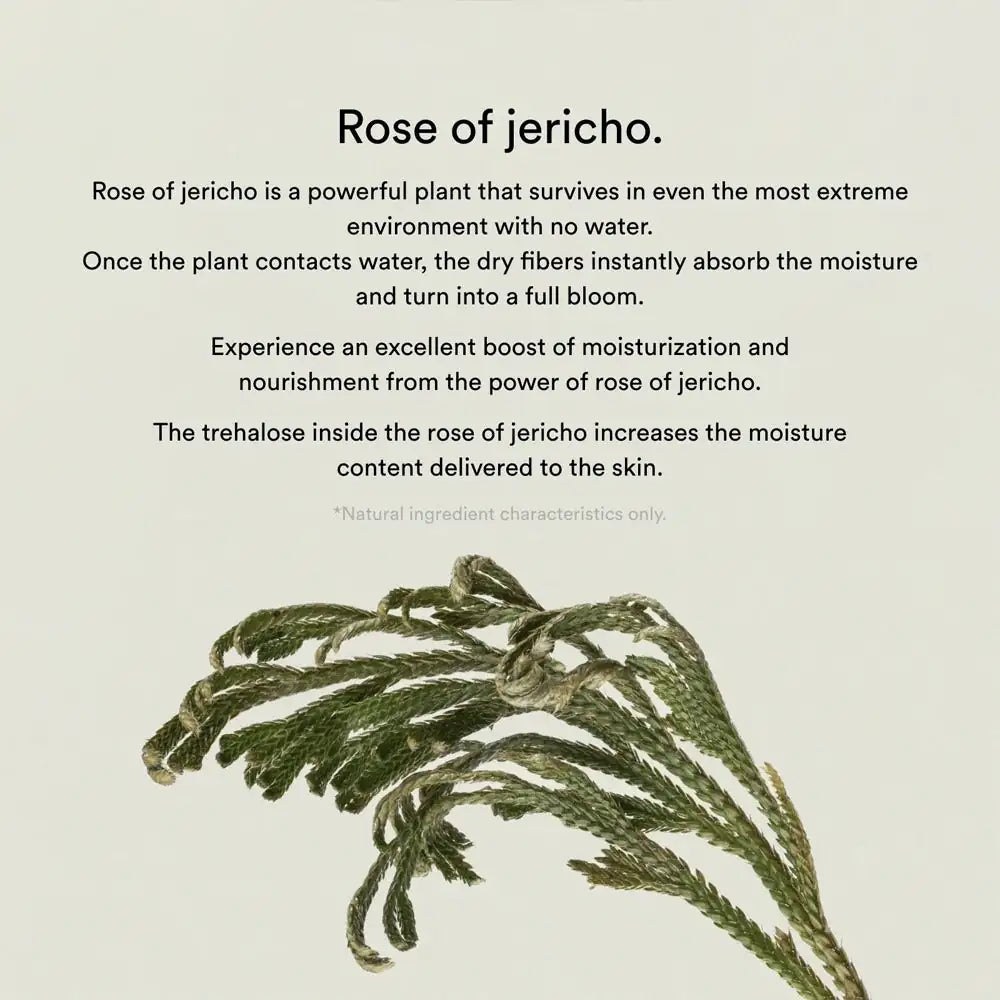 Abib Collagen Gel Mask Jericho Rose Jelly Jerichoroos plant, droog opgerold met groene takjes